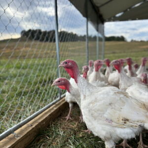Group of white turkeys with red heads standing beside a chain?link fence in an outdoor pen on a farm.